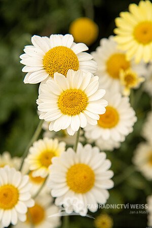 RMEN BARVÍŘSKÝ – ANTHEMIS TINCTORIA SAUCE HALLANDAISE