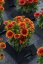 KOKARDA - GAILLARDIA "SPINTOP ORANGE HALO"