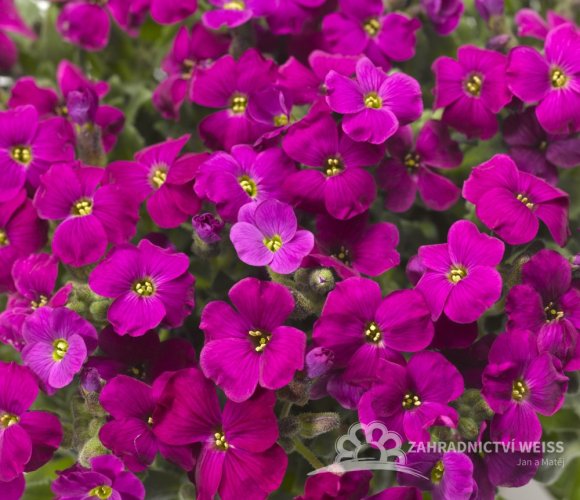 TAŘIČKA - "AUBRIETA GRACILIS AUDREY RED F1