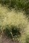 METLICE TRSNATÁ - DESCHAMPSIA CAESPITOSA PALAVA