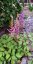 ČECHRAVA - ASTILBE CHINENSIS PUMILA