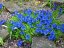 HOŘEC - GENTIANA ACAULIS