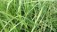 MISCANTHUS SINENSIS – OZDOBNICE ČÍNSKÁ - DAVID