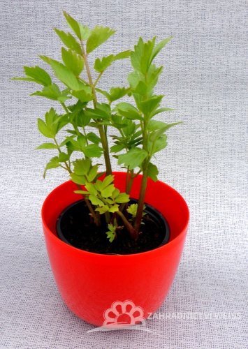 LIBEČEK LÉKAŘSKÝ - LEVISTICUM OFFICINALE