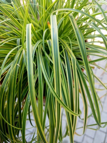 CAREX DOLICHOSTACHYA GOLD FOUNTAIN