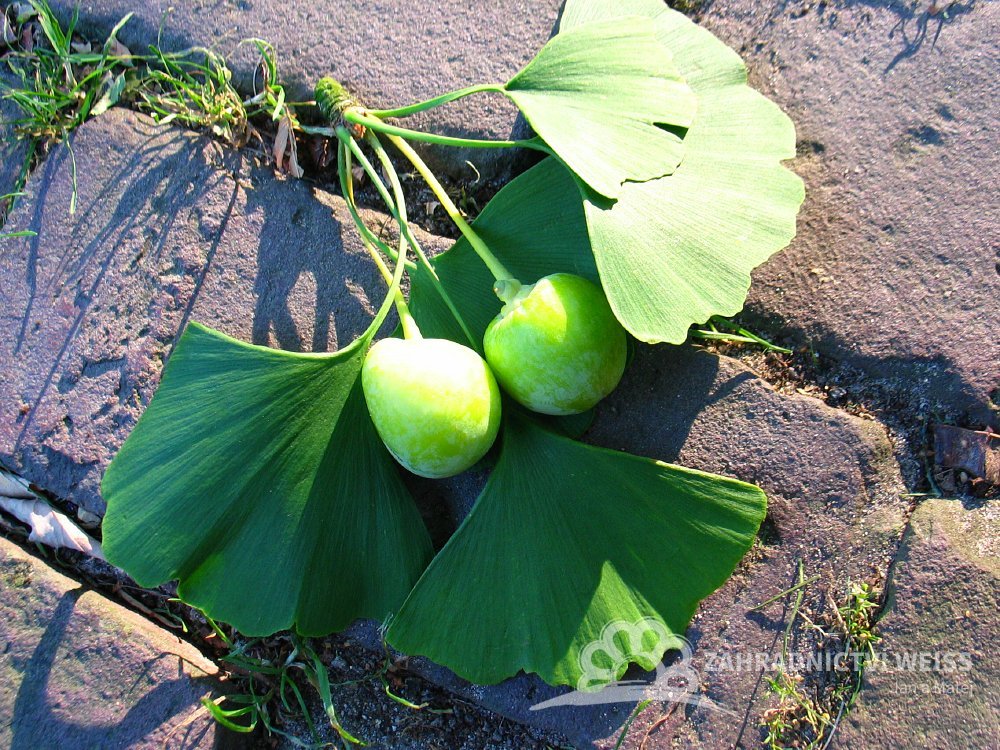 Ginko Zahradnictvi (Ginkgo Biloba, našem zahradnictví, Jinan dvoulaločný, jinanu dvoulaločného) Ginko Zahradnictvi