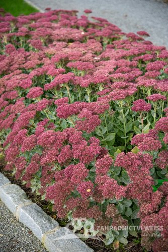 SEDUM HYBRIDUM HERBSTFREUDE