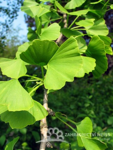 GINKO BILOBA - JINAN DVOULALOČNÝ