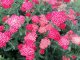 ACHILLEA MILLEFOLIUM „PAPRIKA“