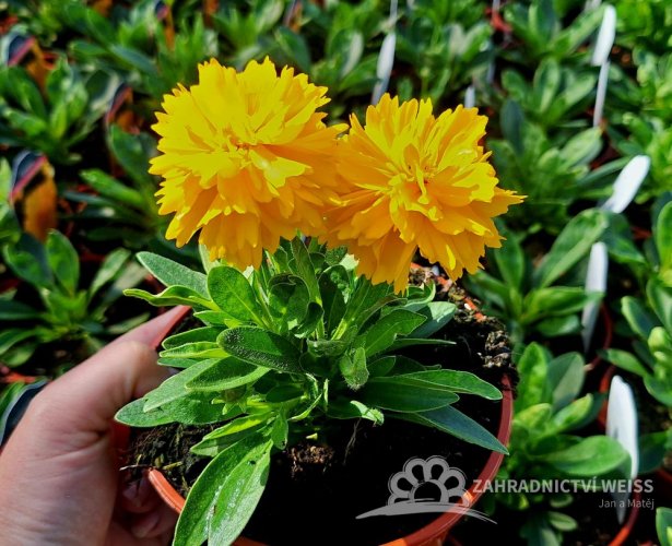 KRÁSNOOČKO - COREOPSIS GRAN. SOLANNA GOLDEN SPHERE