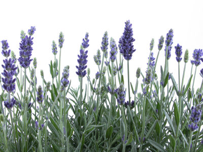 LEVANDULE LEKÁŘSKÁ - LEVANDULA OFFICINALIS