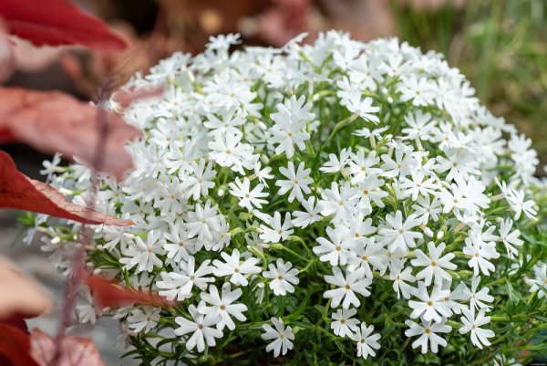 FLOX SKALKOVÝ - PHLOX SUBULATA SNOWFLAKE