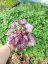 HEUCHERA x HYBRIDA SHANGHAI