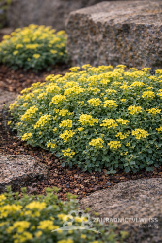 TAŘICE HORSKÁ -  ALYSUM MONTANUM BERGGOLD