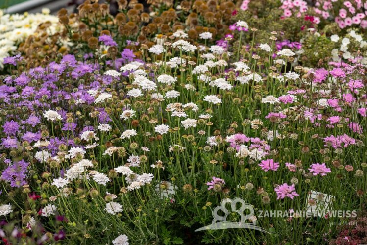 HLAVÁČ - SCABIOSA FLUTTER PURE WHITE