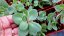SEDUM HYB. VERA JAMESON