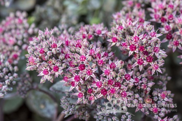 SEDUM HYB. RED SPARKLE