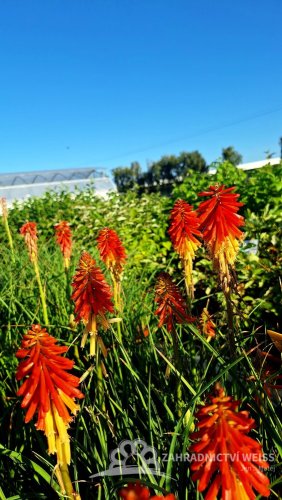 KLEOPATŘINA JEHLA - KNIPHOFIA PAPAYA POPSICLE