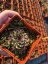 NETŘESK – SEMPERVIVUM MINT MARVEL