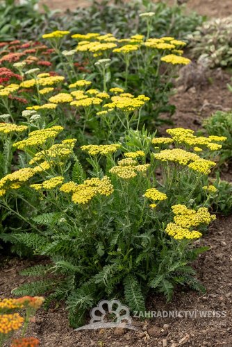 ACHILLEA MILEFOLIUM SASSY SUMMER LEMON