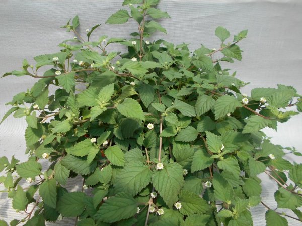 AZTECKÝ CUKR - LIPPIA DULCIS