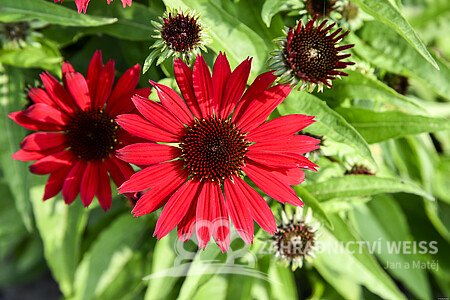 ECHINACEA HYBRIDA PEARL DEEP RED