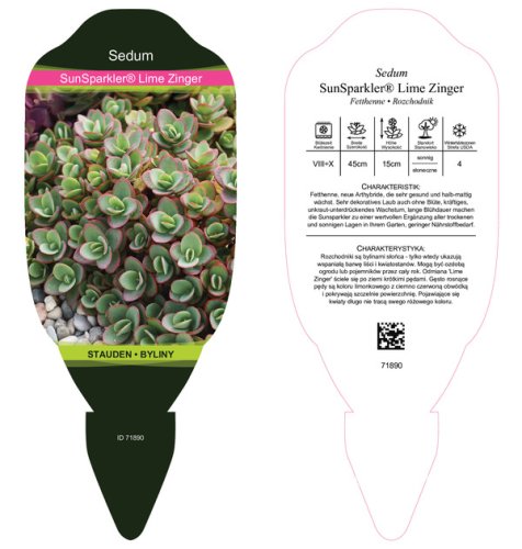 SEDUM SUNSPARKLER " LIME ZINGER"  ®