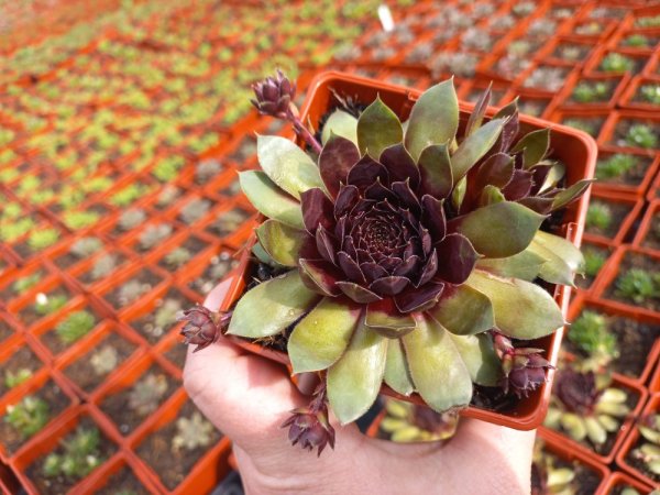 NETŘESK - SEMPERVIVUM HYBR. LACERTA