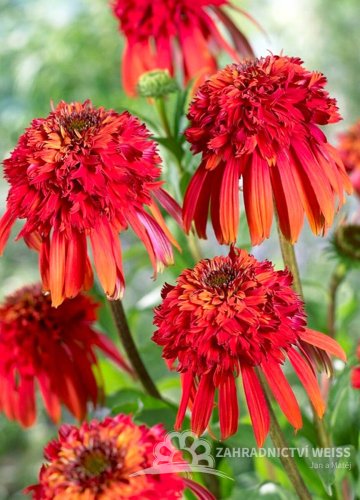ECHINACEA HOT PAPAYA