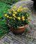 KRASNOOČKO - COREOPSIS EARLY SUNRISE