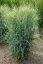 PROSO PRUTNATÉ - PANICUM VIRGATUM PRAIRIE SKY