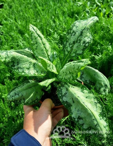 PLICNÍK - PULMONARIA HYB. MOONSHINE