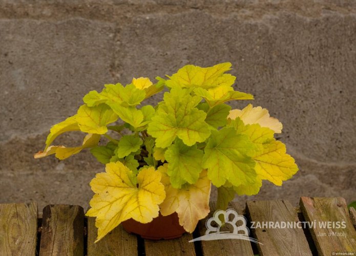 HEUCHERA - ELECTRA