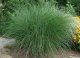 OZDOBNICE ČÍNSKÁ - MISCANTHUS SINENSIS GRACILLIMUS