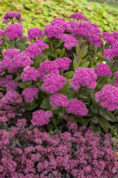 SEDUM TELEPHIUM MR GOODBUD