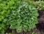 HOSTA HYBRID FRANCEE
