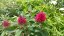 MOTÝLÍ KEŘ - BUDDLEJA BUTTERFLY CANDY LITTLE RUBY