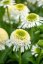 ECHINACEA PURPUREA - DELICIOUS NOUGAT