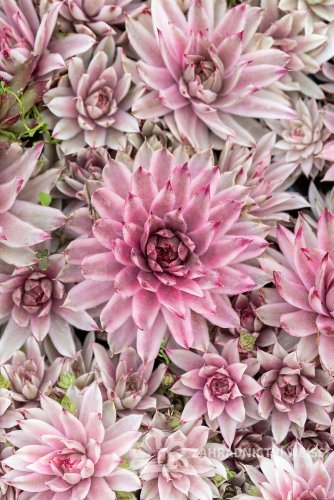 NETŘESK - SEMPERVIVUM CAPRICORN