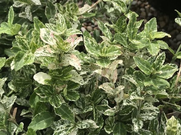 BRSLEN - EUONYMUS FORTUNEI HARLEQUIN