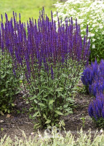 ŠALVĚJ HAJNÍ - SALVIA NEMOROSA CARADONNA