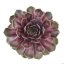 NETŘESK – SEMPERVIVUM BIG SAM PURPLE QUARTZ