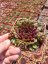 NETŘESK - SEMPERVIVUM HYBR. DR FRITZ KÖHLEIN