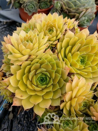 NETŘESK - SEMPERVIVUM HYBRIDA LEO