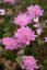 HLAVÁČ RŮŽOVÝ - SCABIOSA FLUTTER ROSE PINK