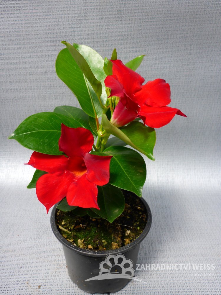 Kvetina Sundaville (odrůdy Sundaville, rodu Mandevilla, růžovými květy, pěstování Sundaville) Kvetina Sundaville