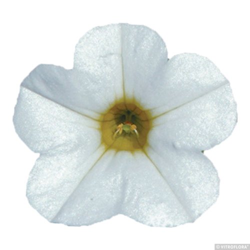 MILLION BELLS – CALIBRACHOA METRO WHITE