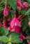 FUCHSIA LADY THUMB
