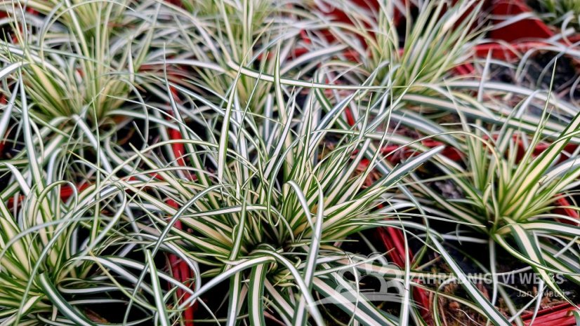 CAREX OSHIMENSIS MOONLIGHT
