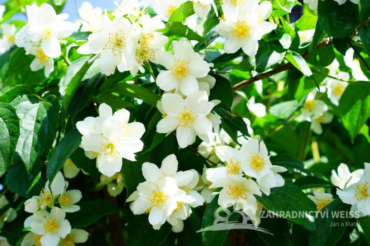 JASMÍN NEPRAVÝ PHILADELPHUS „MONT BLANC“